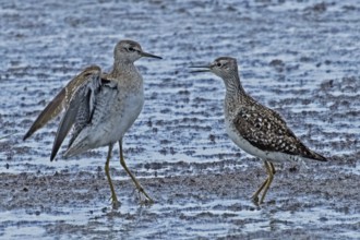 Wood Sandpiper two birds with open beak and open wings standing together at the water's edge during