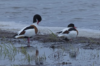 Common Shelduck two birds standing next to each other at the water's edge looking right, Lake
