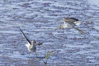 Wood Sandpiper two birds with open wings jumping up to each other in water during courtship, Lake