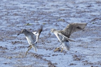 Wood Sandpiper two birds with open wings jumping up to each other in water during courtship, Lake