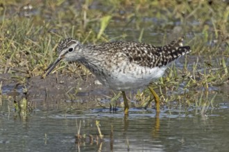 Wood Sandpiper standing at the water's edge looking left, Lake Neusiedl, Burgenland, Austria