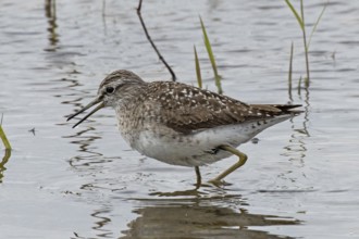 Wood Sandpiper with open bill standing in water looking left, Lake Neusiedl, Burgenland, Austria