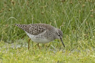 Wood Sandpiper walking in wetland looking down to the right, Lake Neusiedl, Burgenland, Austria