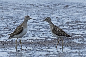 Wood Sandpiper two birds with open beaks standing together at the water's edge during courtship,