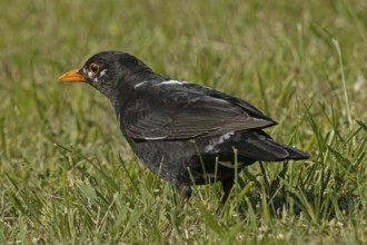 Male blackbird with white spots in plumage standing in green grass looking left, Lake Neusiedl,