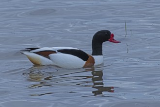 Common Shelduck swimming in water looking right, Lake Neusiedl, Burgenland, Austria