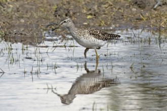 Wood Sandpiper with mirror image walking along the water's edge looking left, Lake Neusiedl,