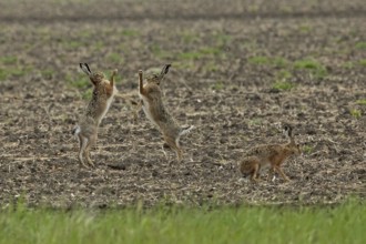 Brown hare three animals in a field during mating, standing next to each other, looking at each