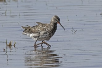 Spotted Redshank walking in water looking right, Lake Neusiedl, Burgenland, Austria