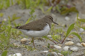 Sandpiper walking in gravel area looking right, Lake Neusiedl, Burgenland, Austria
