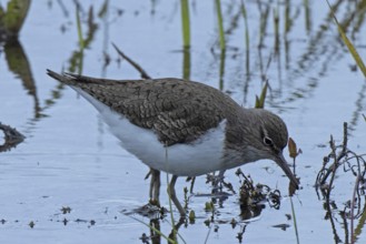 Sandpiper standing in water looking down to the right, Lake Neusiedl, Burgenland, Austria