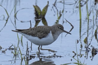 Sandpiper standing in water looking right, Lake Neusiedl, Burgenland, Austria