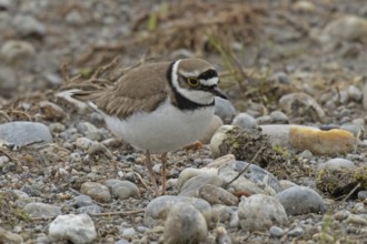 Little Ringed Plover standing in gravel area looking right, Lake Neusiedl, Burgenland, Austria