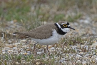 Little Ringed Plover standing in gravel area looking right, Lake Neusiedl, Burgenland, Austria