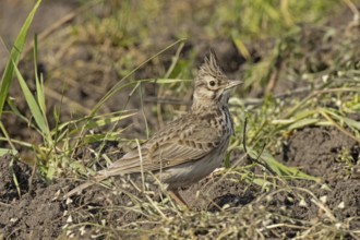 Skylark standing on ground looking right, Lake Neusiedl, Burgenland, Austria