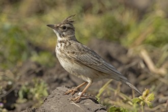 Skylark standing on pile of earth looking left, Lake Neusiedl, Burgenland, Austria