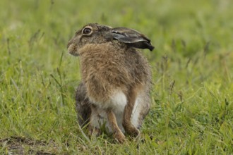 Brown hare sitting in green grass looking from the front left, Lake Neusiedl, Burgenland, Austria
