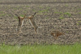 Brown hare three animals in a field during mating, standing next to each other, looking at each