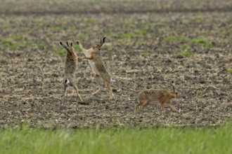 Brown hare three animals in a field during mating, standing next to each other, looking at each