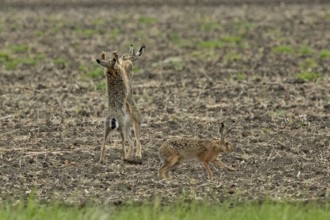 Brown hare three animals in a field during mating, standing next to each other, looking at each