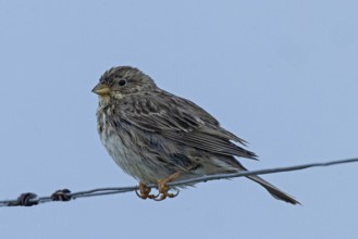 Corn bunting sitting on wire looking left in front of blue sky, Lake Neusiedl, Burgenland, Austria