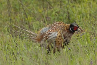 Male pheasant with shaken plumage standing in green grass looking right, Lake Neusiedl, Burgenland,