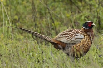 Male pheasant standing in green grass looking right, Lake Neusiedl, Burgenland, Austria