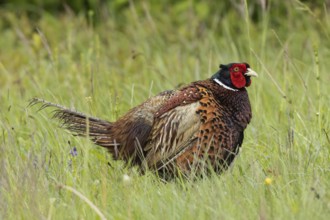 Male pheasant with shaken plumage standing in green grass looking right, Lake Neusiedl, Burgenland,
