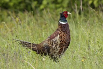 Male pheasant standing in green grass looking right, Lake Neusiedl, Burgenland, Austria