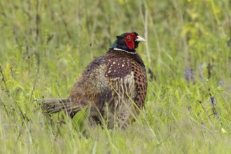 Male pheasant standing in green grass looking right, Lake Neusiedl, Burgenland, Austria
