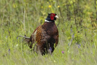 Male pheasant standing in green grass looking from the front right, Lake Neusiedl, Burgenland,
