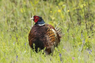 Male pheasant standing in green grass looking from the front left, Lake Neusiedl, Burgenland,