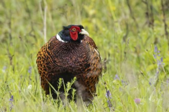 Male pheasant standing in green grass looking from the front right, Lake Neusiedl, Burgenland,