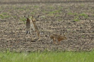Brown hare three animals in a field during courtship standing next to each other looking up to each