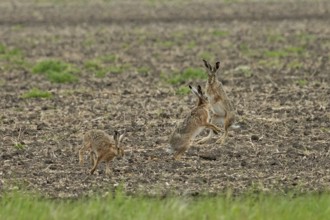 Brown hare three animals in a field during courtship standing next to each other looking up to each