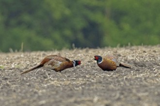 Pheasant two males mating in a field facing each other, Lake Neusiedl, Burgenland, Austria
