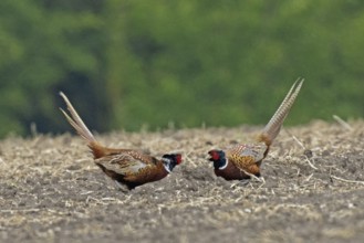 Pheasant two males mating in a field facing each other, Lake Neusiedl, Burgenland, Austria