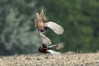 Pheasant two males with open wings jumping up on top of each other during courtship display in a
