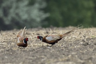 Pheasant two males mating in a field facing each other, Lake Neusiedl, Burgenland, Austria