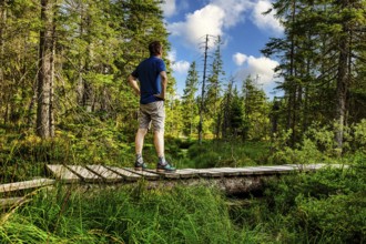 Hiker on the boardwalk in the HirschbÃ¤der Hochmoor, Zweiseenblickmoor, Menzenschwand, Black