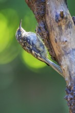 A Brown Creeper (Certhia americana) clings to the trunk of a dead tree, British Columbia, Canada
