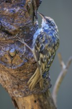 A Brown Creeper (Certhia americana) clings to the bark of a dead tree, British Columbia, Canada