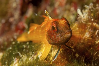 Close-up of Black-faced blenny looking at viewer, Mediterranean Sea, Ibiza, Balearic Islands,