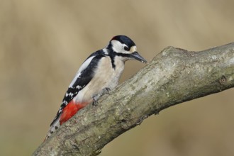 Great spotted woodpecker (Dendrocopos major), male, sitting on a branch, Wilnsdorf, North