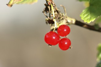 Redcurrant (Ribes rubrum), ripe berries on a bush in a garden, Wilnsdorf, North Rhine-Westphalia,