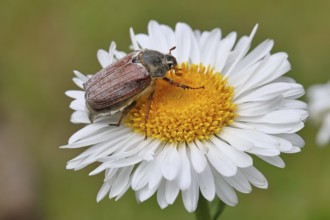 Cockchafer, field cockchafer (Melolontha melolontha), female on a flower of a daisy (Leucanthemum