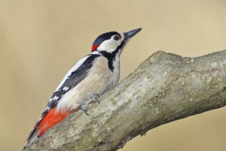 Great spotted woodpecker (Dendrocopos major), male, sitting on a branch, Wilnsdorf, North