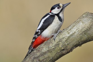 Great spotted woodpecker (Dendrocopos major), male, sitting on a branch, Wilnsdorf, North