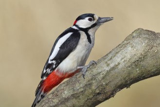 Great spotted woodpecker (Dendrocopos major), male, sitting on a branch, Wilnsdorf, North