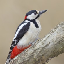 Great spotted woodpecker (Dendrocopos major), male, sitting on a branch, Wilnsdorf, North
